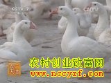 闽北白鹅养殖技术视频