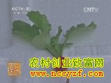 [农广天地]穴盘栽培樱桃萝卜种植技术视频