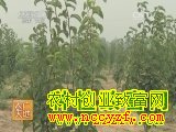 [农广天地]晚秋黄梨种植技术视频