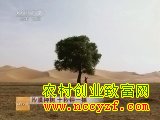 [科技苑]沙漠种树 十秒钟一棵