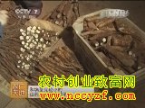 [农广天地]山药保鲜加工技术视频