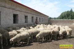 [农广天地]敖汉细毛羊养殖技术视频