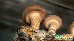 [绿色时空]高山菌菇“香”四季