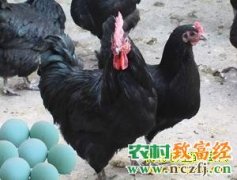 [农广天地]新杨绿壳蛋鸡养殖技术视频