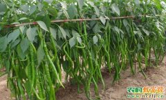 种植项目：种一亩辣椒 收入过五千
