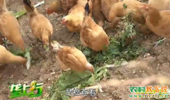 垄上行养殖项目：生态养殖土鸡卖价高