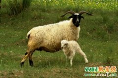 [每日农经]祁连山上神秘的藏羊