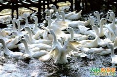 [农广天地]连城白鸭养殖技术视频