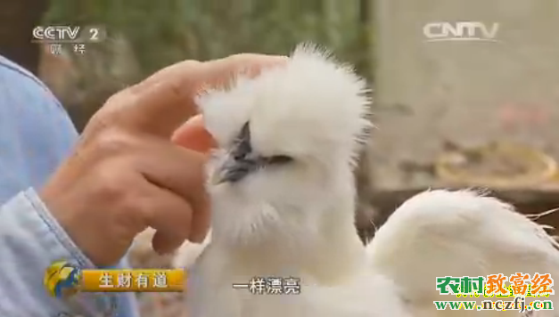 [生财有道]生态大山里的养鸡博士李翔华
