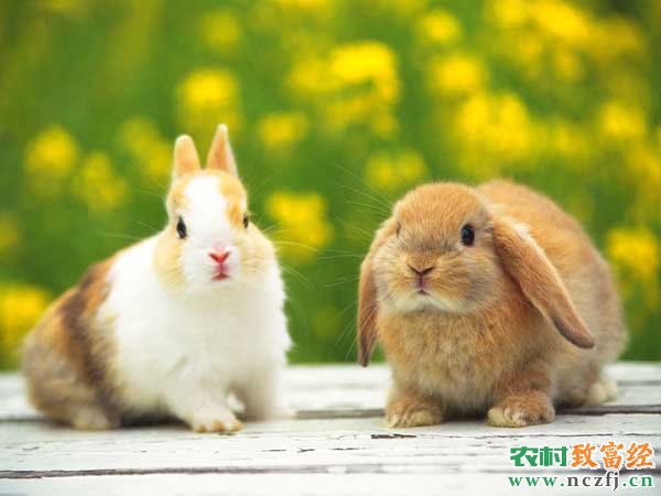 [生财有道]四川安岳唐作养殖宠物兔走上致富路