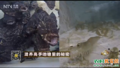 [致富经]海南乐东林雄石斑鱼虾混养的财富秘密