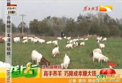 农村致富项目：高手养羊降低饲料成本赚大钱
