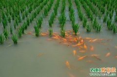 [科技苑]稻田养鱼：一粒稻谷都不能秕