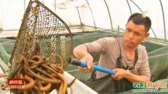[科技苑]王忠华给鳝鱼一个长大个儿的家