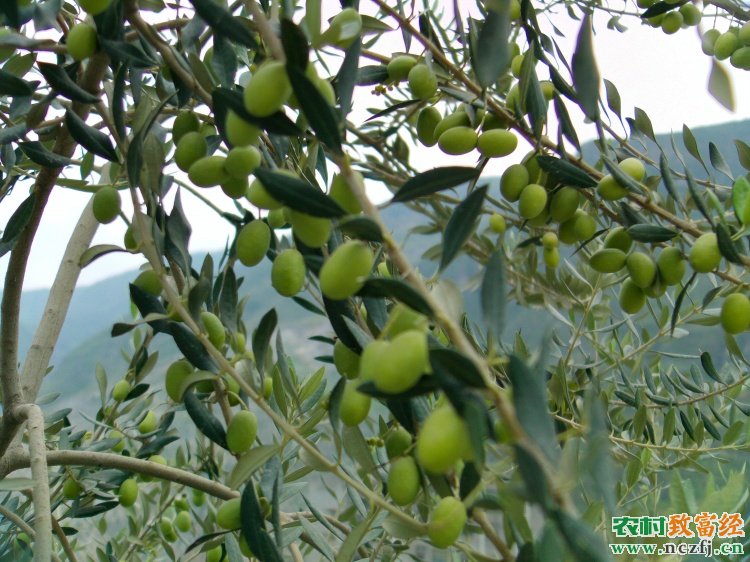 [聚焦三农]甘肃陇南：油橄榄成为农民致富的“金果果”