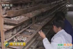 [生财有道]浙江景宁陈树菊养殖鹌鹑创业致富视频