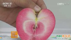[农广天地]里外通红的红心苹果―“红色之爱”栽培技术