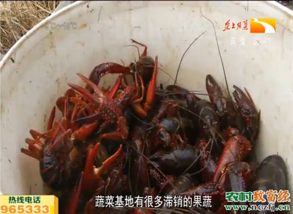 致富好榜样：湖北嘉鱼胡安新秘方养殖小龙虾一亩净赚五六千