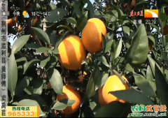 致富好榜样：柑桔十元一斤 种植爱媛二八柑橘亩赚四万多块