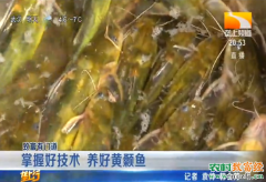 致富好榜样：湖北荆州文观武养殖黄颡鱼每亩水面能赚一万五