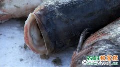 [致富经]一网2000万 黑龙江大庆康志永养鱼凭啥多赚10倍钱