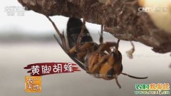 [农广天地]杀人蜂驯养记 胡蜂养殖技术视频