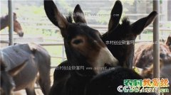 [致富经]陕西三原县刁龙养驴年入千万
