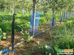 [科技苑]果树水肥一体化的科学应用