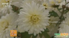 [农广天地]祁菊种植加工技术视频
