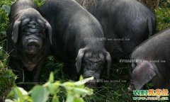 [农广天地]皖南黑猪养殖技术