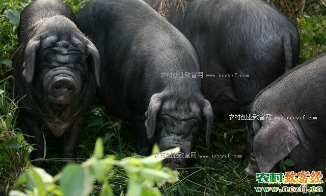 [农广天地]皖南黑猪养殖技术视频