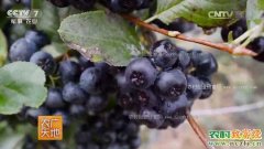 [农广天地]黑果腺肋花楸栽培技术视频