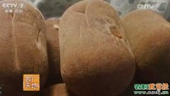 [农广天地]中药材化橘红栽培技术视频