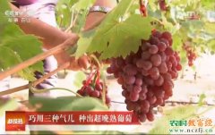 [科技苑]巧用三种气儿 种出超晚熟葡萄