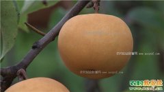 [致富经]重庆南川王明洪种植圆黄梨年入500万