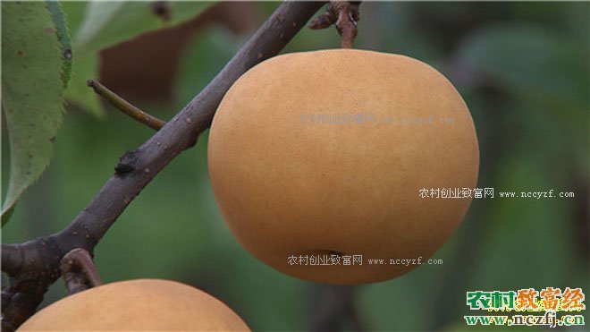 [致富经]重庆南川王明洪三万元起家种植圆黄梨年入500万