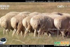 [科技苑]羊价格下跌 牧区养羊怎样能赚钱？