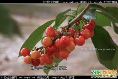 [致富经]北京密云卓光华大棚种植大樱桃创业致富