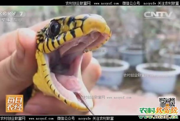[每日农经]山东青州顾学龄养殖王锦蛇有效益