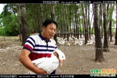 [致富经]黑龙江甘南县张传利养鹅年入千万财富