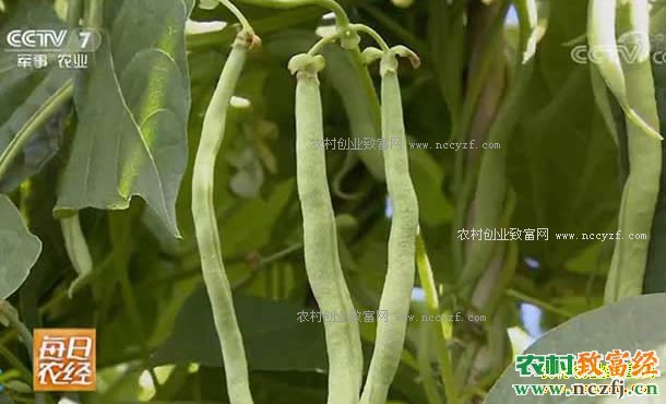 [每日农经]河北沽源县种植不起眼的架豆效益好